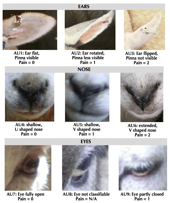 Pain indication in sheep