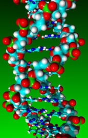DNA molecule model