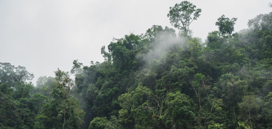 Rainforest image by Conscious Design / Unsplash