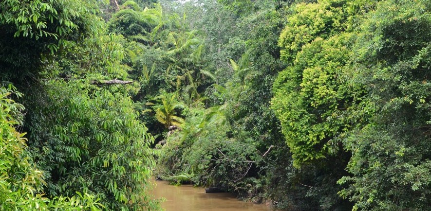 A river runs through a forest conservation project in Indonesia