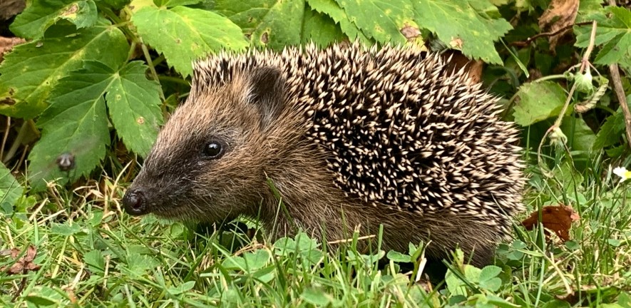 The number of hedgehogs in rural areas has fallen by 75% since the start of this century