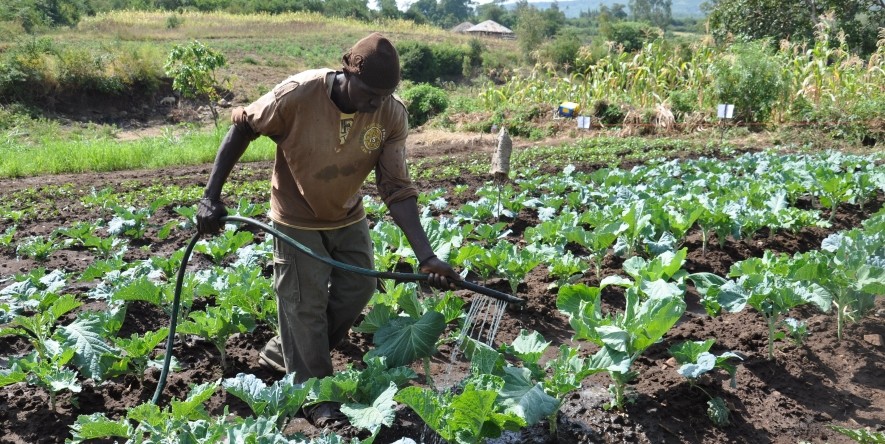 A farmer works among small plots in the Lower Nyando Basin in western Kenya.