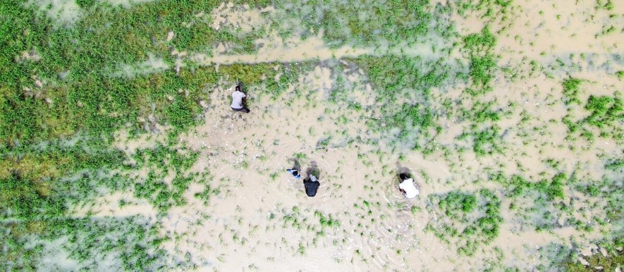 An aerial photo of smallholder farmers transplanting rice in Senegal's Saint-Louis region in 2024. Credit: © WFP/Richard Mbouet.
