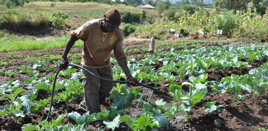 A farmer works among small plots in the Lower Nyando Basin in western Kenya