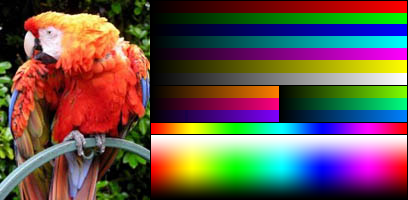 True colour image of a bird