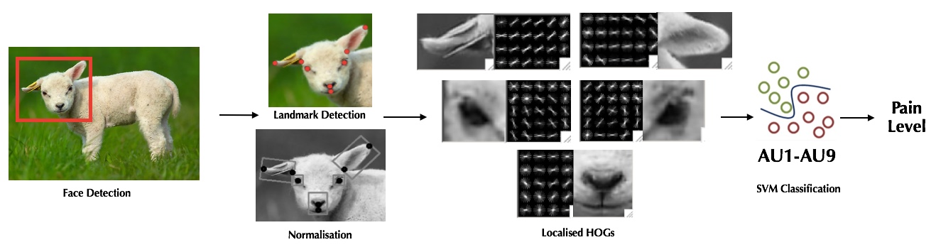 Analysing facial expressions in sheep