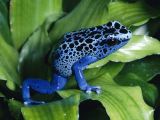This guy is a poison tree frog, he is from Brasil - Obvious really!