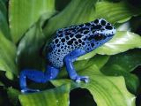 This guy is a poison tree frog, he is from Brasil
- Obvious really!