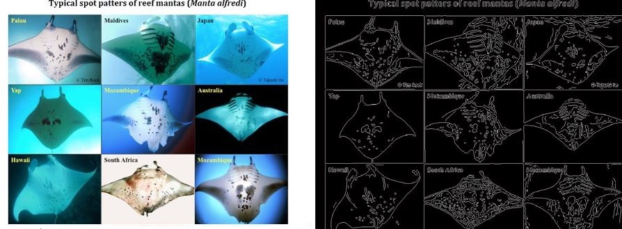 Manta ray spot patterns